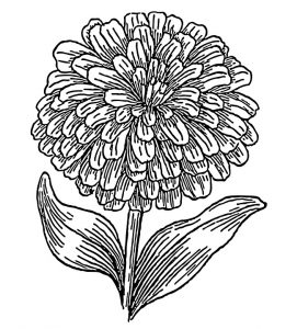 zinnia-1382681_960_720