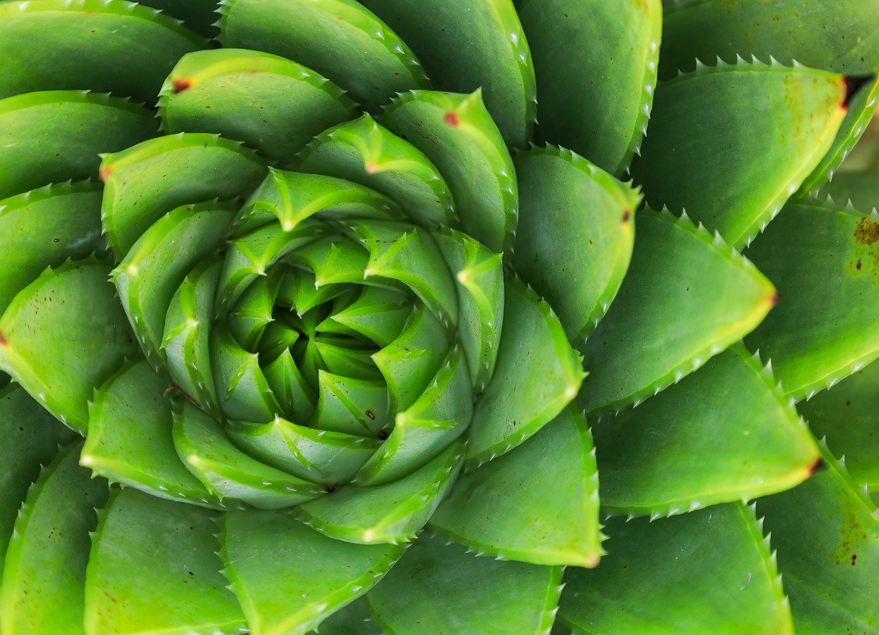 armennano leaf 9824616 1280